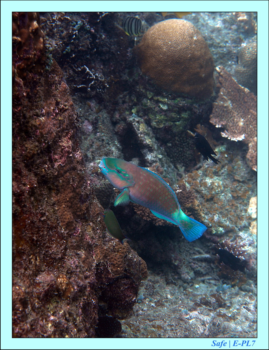 2016 - 07 - Leng Tengah - 039